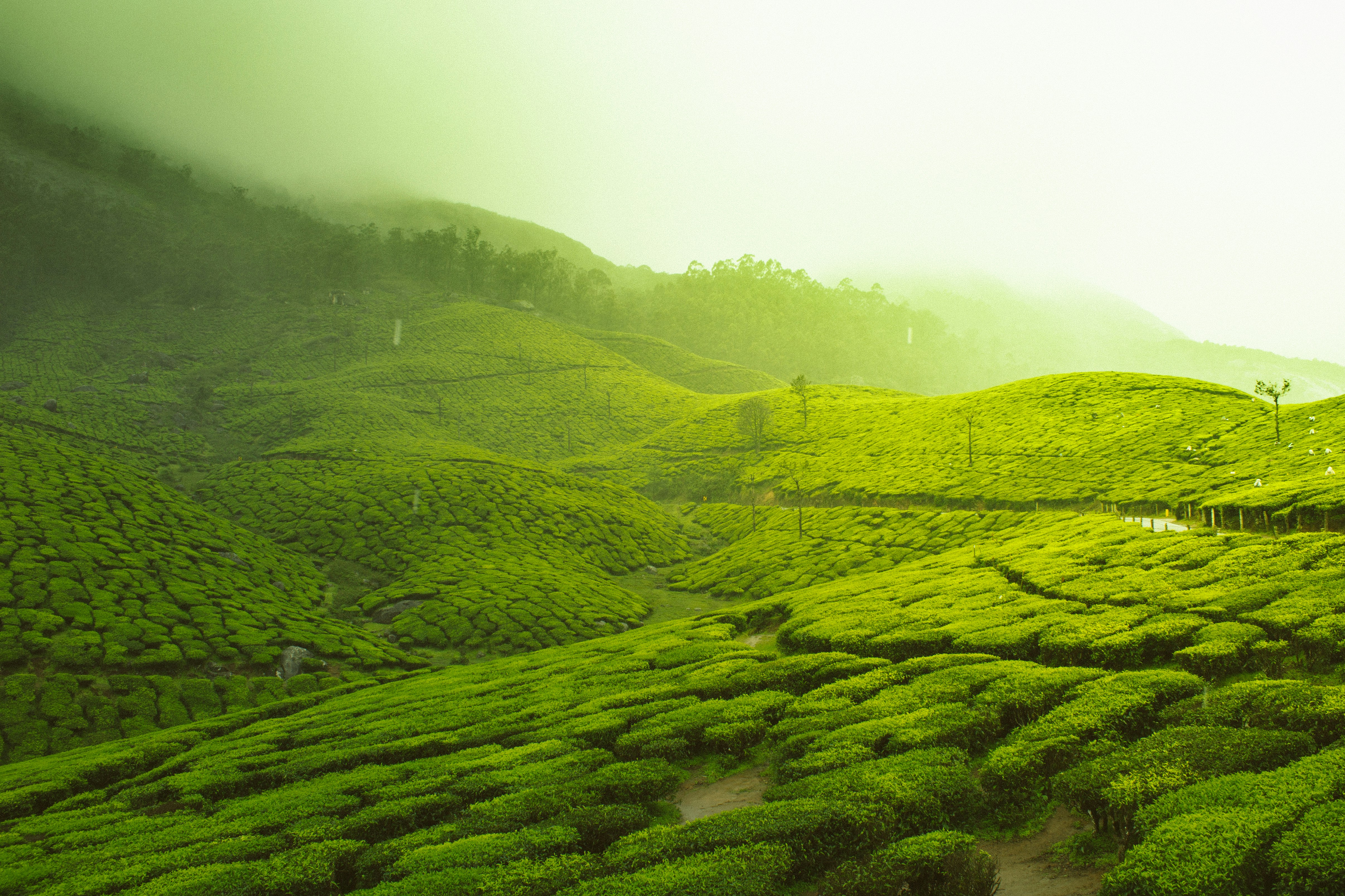 Tea Valley Retreat, Munnar